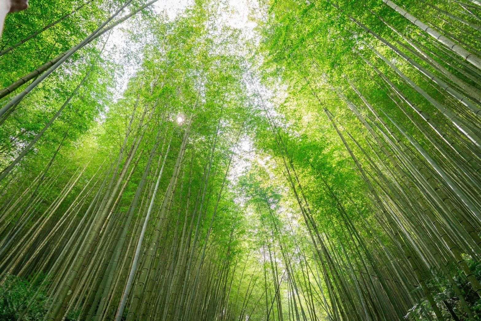 2025 好竹意 BAMBOO × GOOD IDEA｜五感體驗團